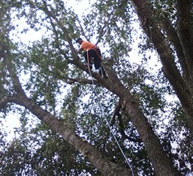 orange city tree service