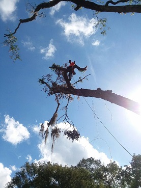 Storm Debris Removal