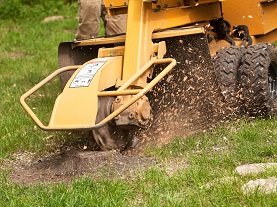 stump grinding