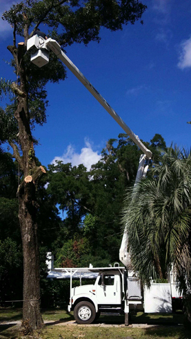 Tree Service in Daytona Beach, FL