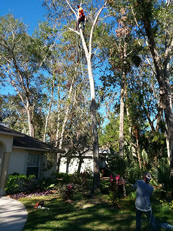 Tree Services in Pierson, FL