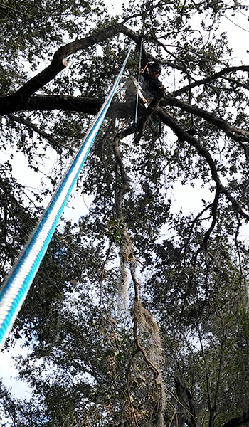 Tree Trimming Service in Daytona Beach Shores, FL